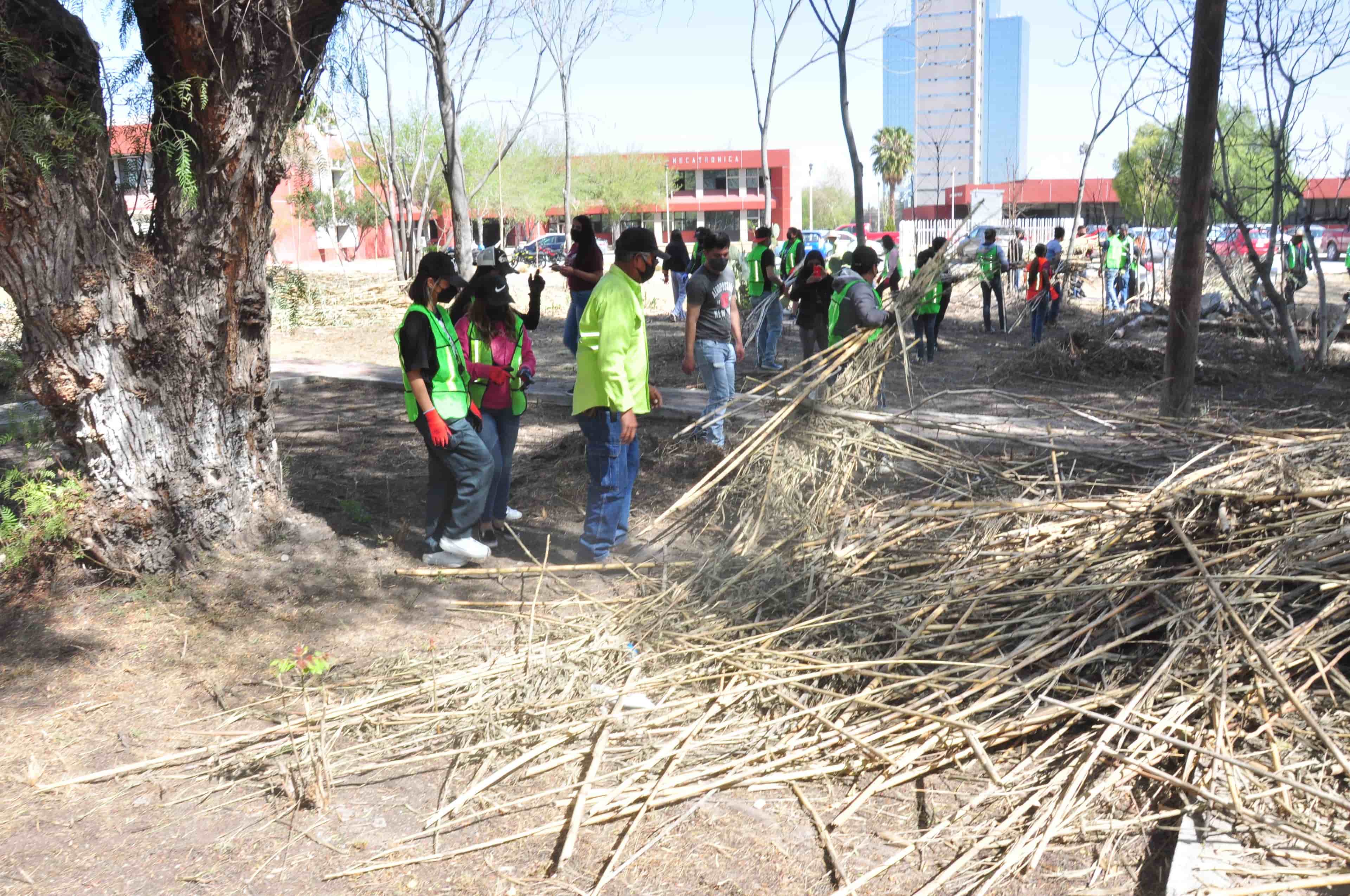 Imagen 4 de artículo